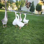Basaranlar Thermal 4* Gazligol