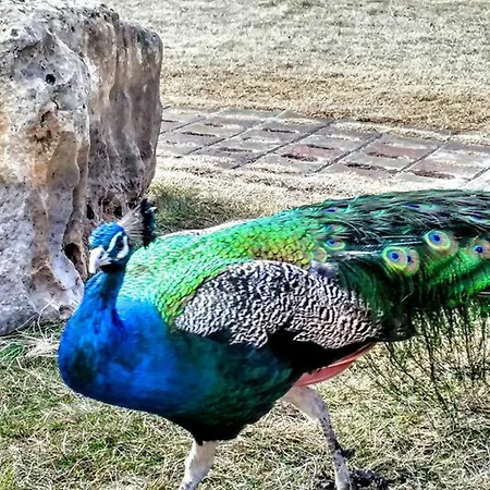 Basaranlar Thermal