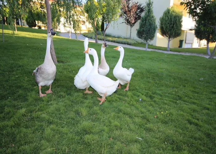 Basaranlar Thermal 4* Gazlıgöl